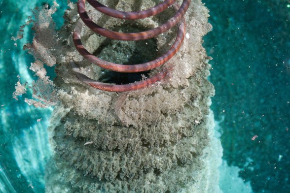 precipitation_of_silver_on_copper_1